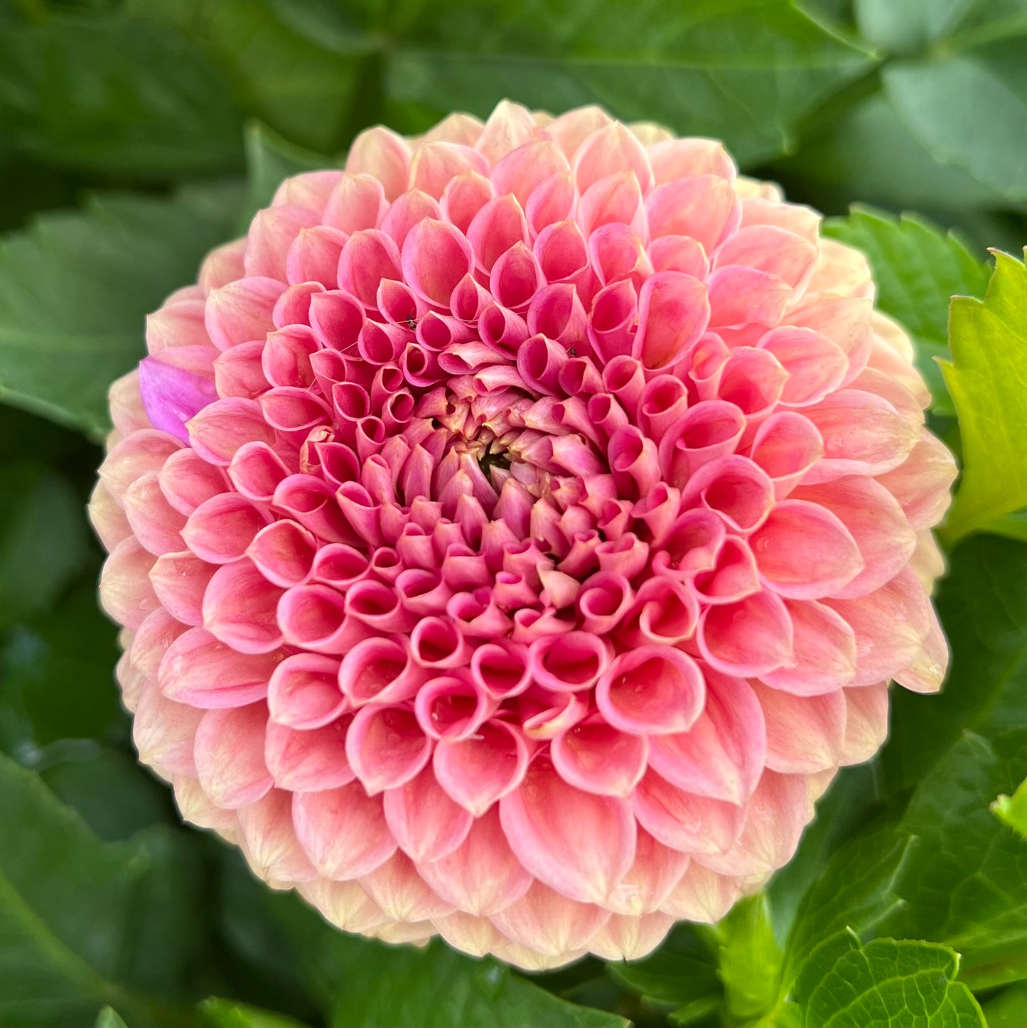 Crazy 4 Wylie Quinn - Rooted Cutting