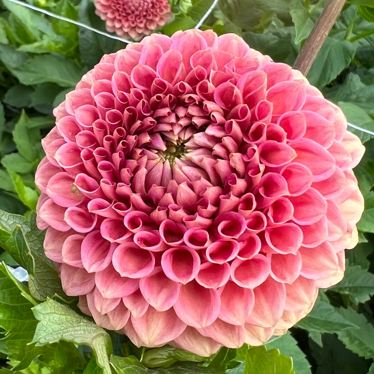 Crazy 4 Wylie Quinn - Rooted Cutting