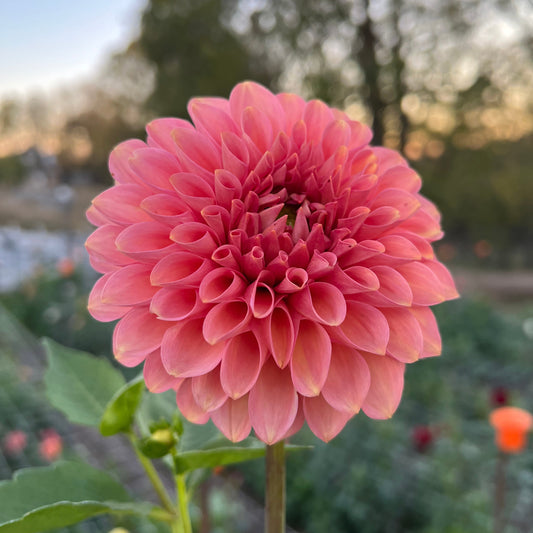 20th Ave Pink Cloud - Rooted Cutting