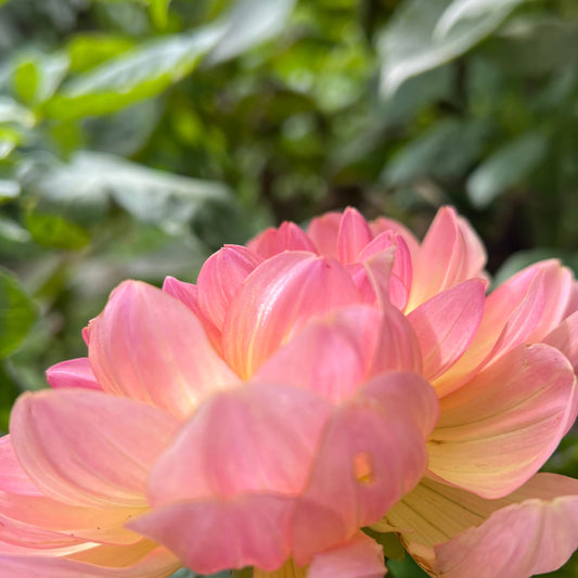 Sandia Bliss - Rooted Cutting