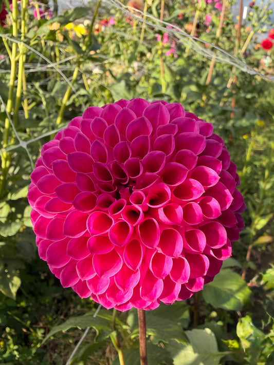 Barbarry Atlantean - Rooted Cutting