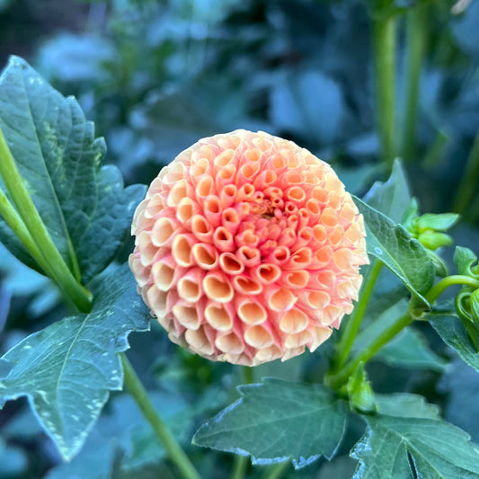 Tiny - Rooted Cutting