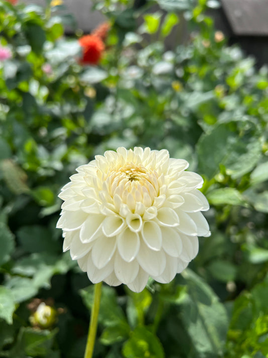 Ferncliff Pearl