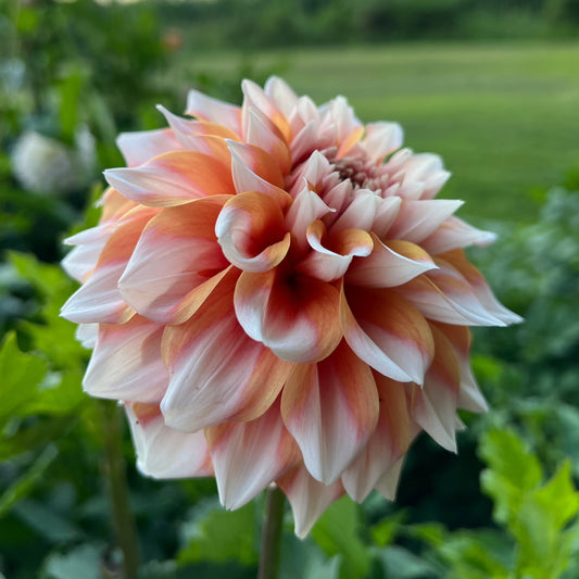 Hollyhill Orange Ice