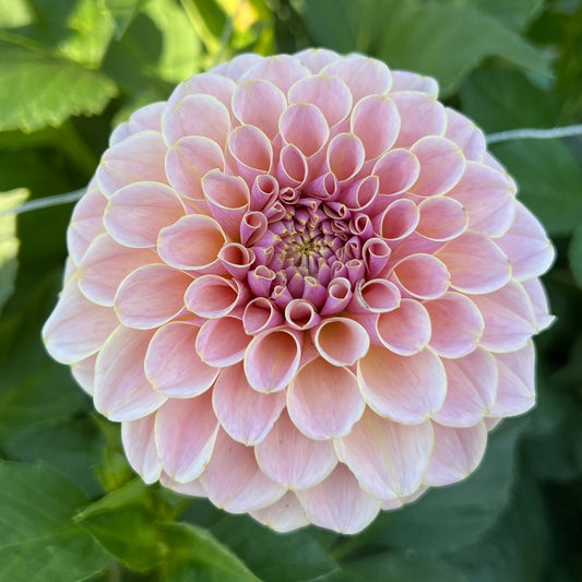 KA's Cinder Rose - Rooted Cutting