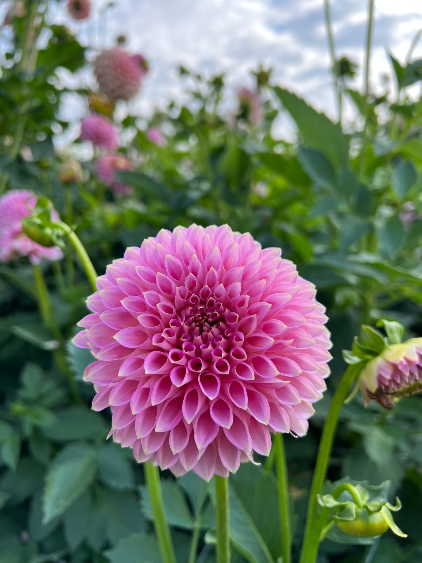 Bloomquist Pink Parfait