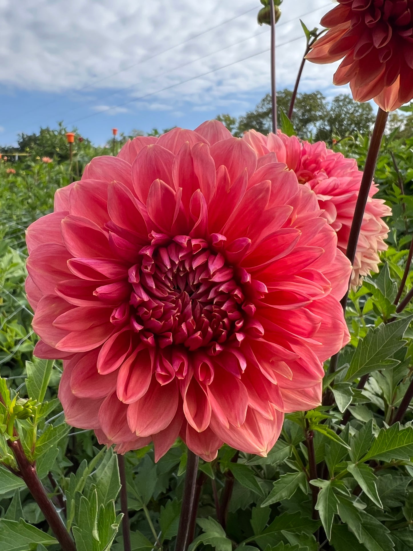 Lee's Bellini Crush - Rooted Cutting