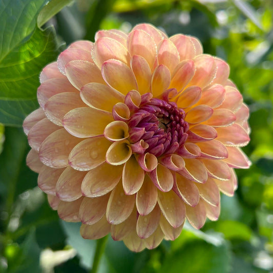 Coseytown Gale - Dahlia Seeds