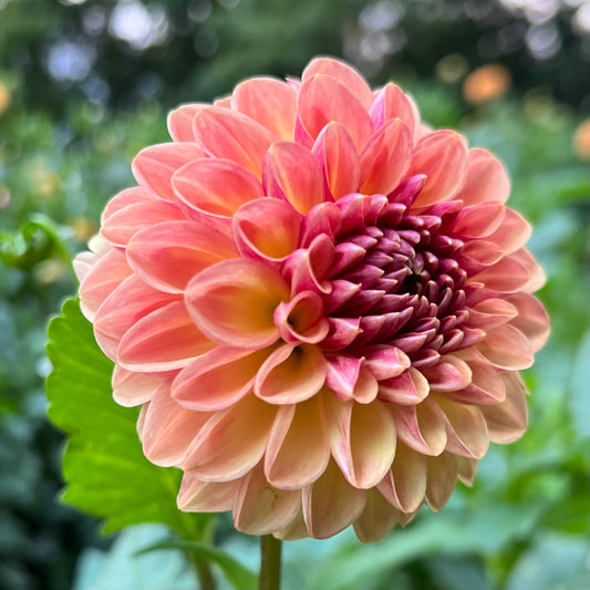 Coseytown Bounty - Dahlia Seeds