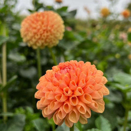 Ms Honey - Rooted Cutting