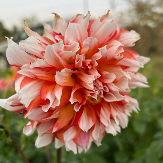 Bloomquist Amazing - Rooted Cutting