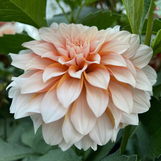 Lee's Chloe - Rooted Cutting