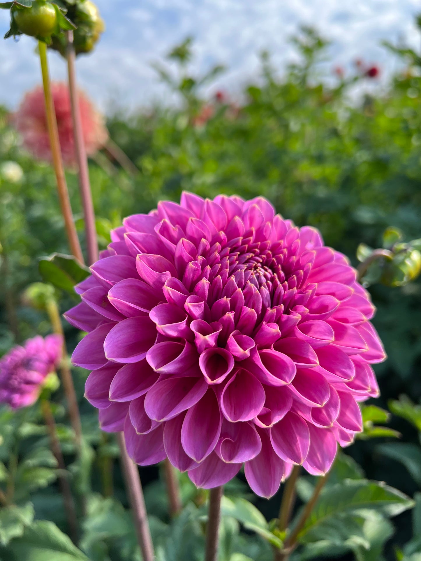 GC Pink Lemomade