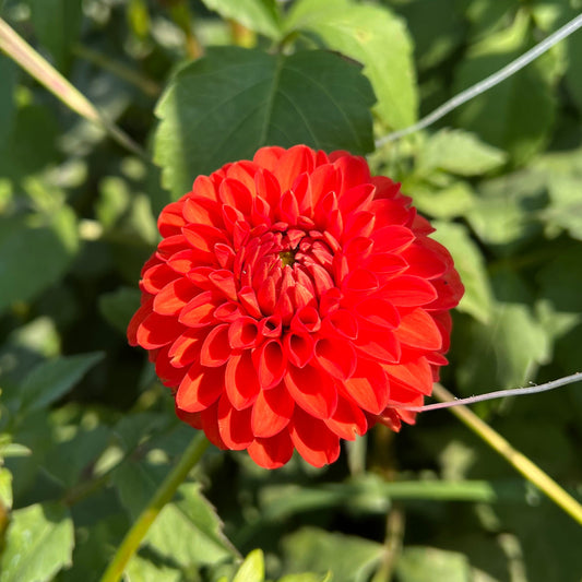River's Tangy Tart - Rooted Cutting