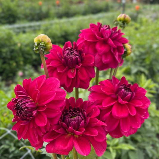 Perch Hill - Rooted Cutting