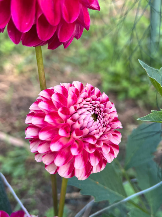 Hollyhill Pixie