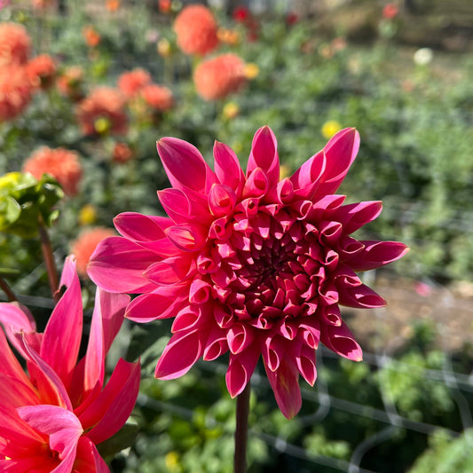 Cameo Peach - Rooted Cutting