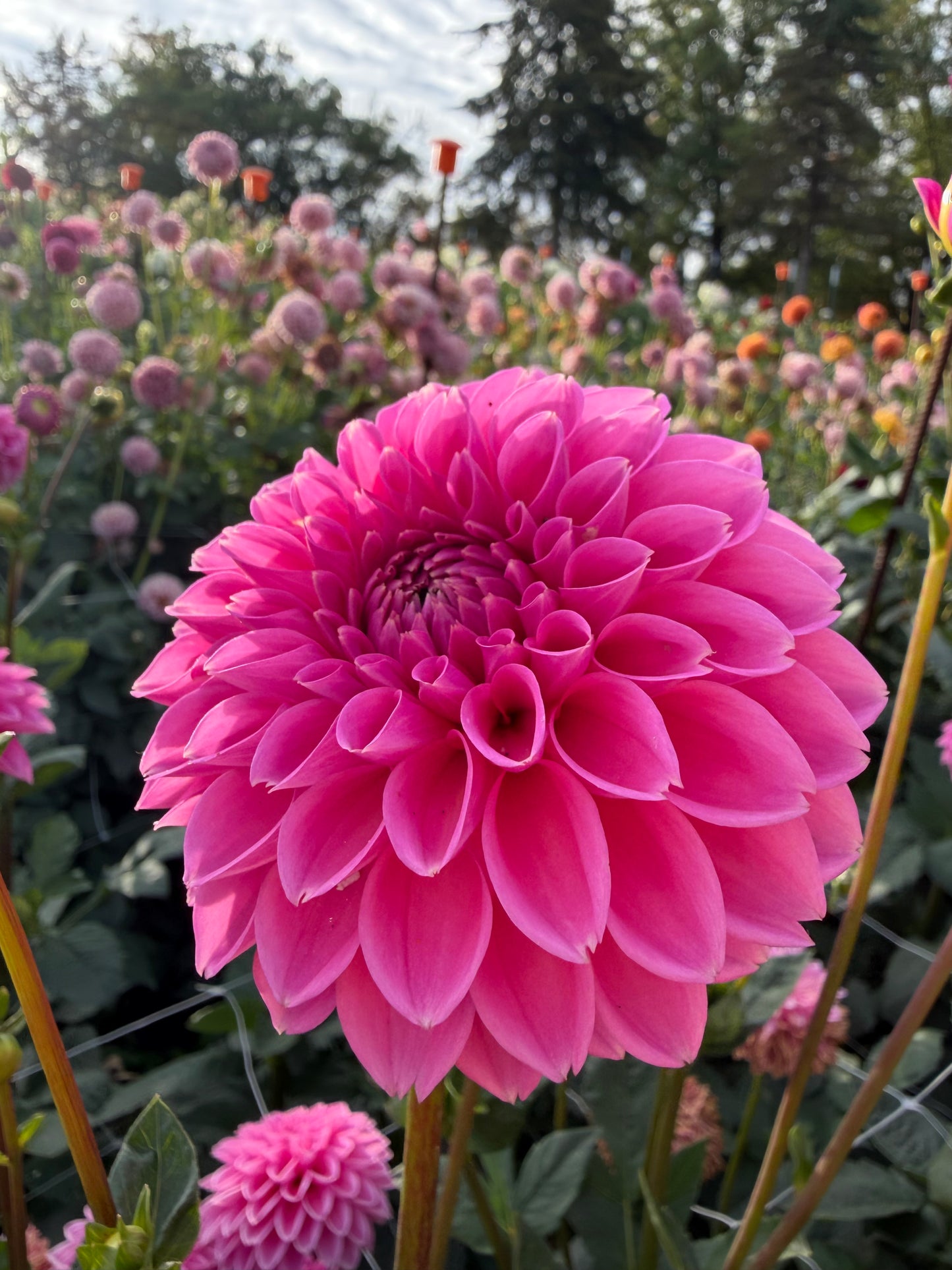 Pink Sylvia
