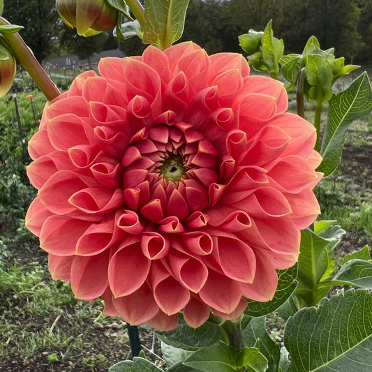 Romance - Rooted Cutting