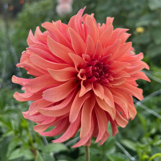 River's Can't Elope - Rooted Cutting