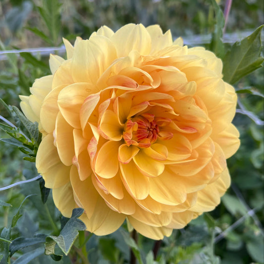 Sandia Gold - Rooted Cutting
