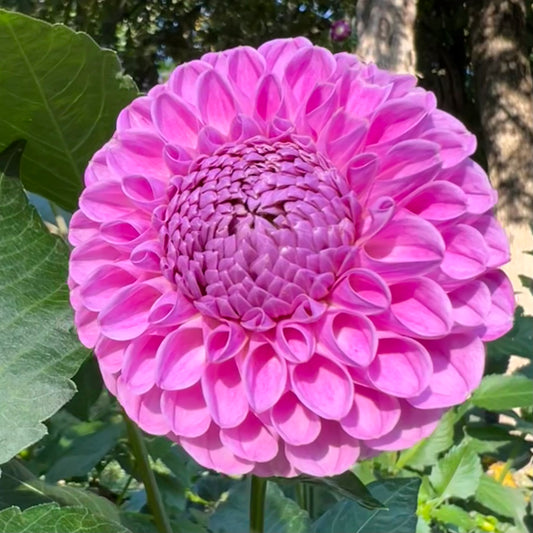 20th Ave Morning Mist