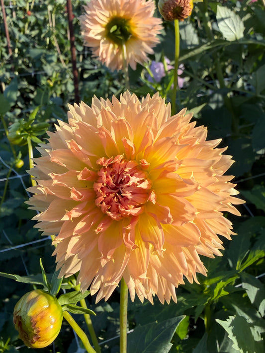 Lakeview Peach Fuzz