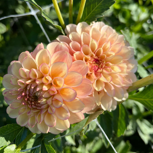 Burfoot Eva - Rooted Cutting