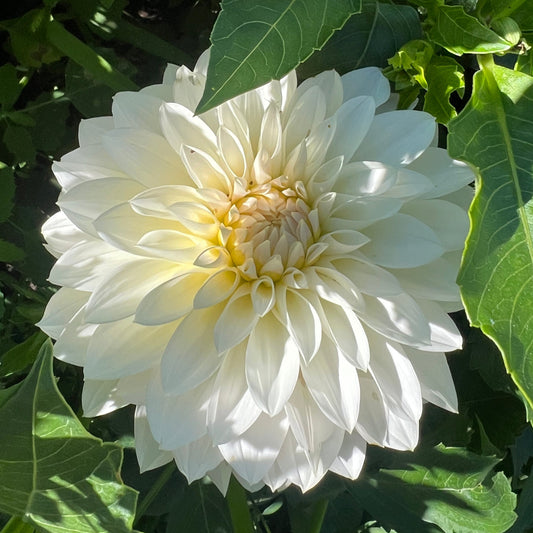 KA's Snow Jo - Rooted Cutting