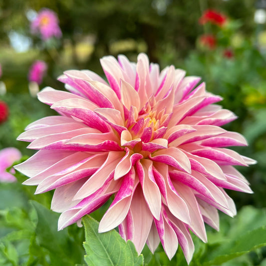 River's Artichoke - Rooted Cutting