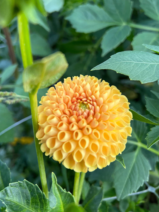 Hapet Gold Nugget - Rooted Cutting