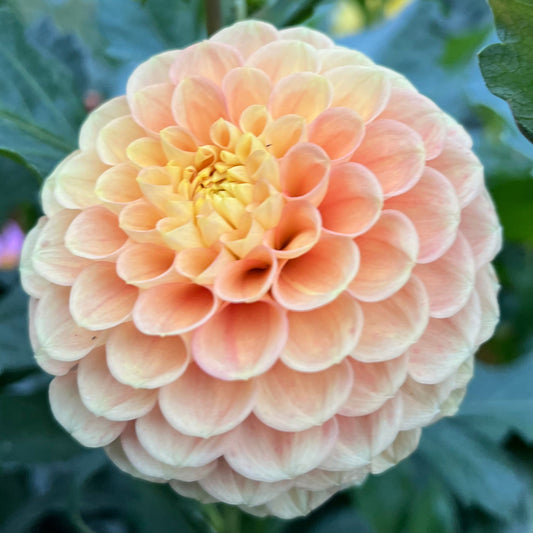 Ferncliff Honeycomb - Rooted Cutting