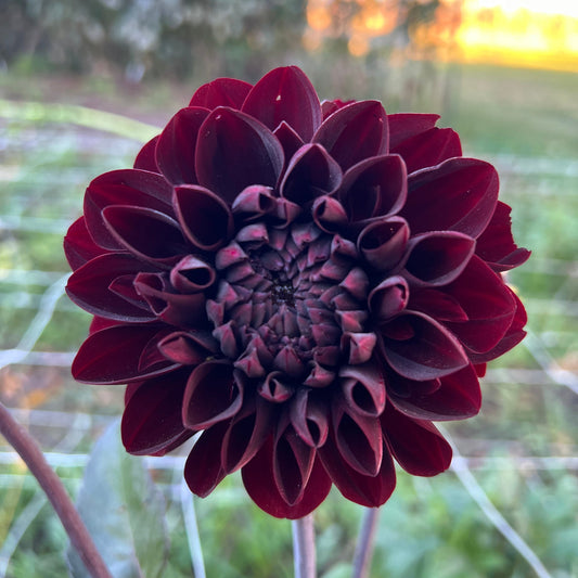 Manoa - Rooted Cutting