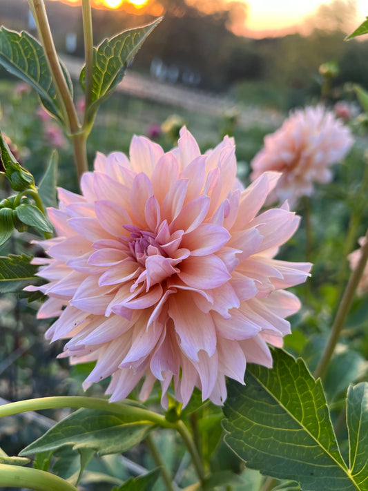 DL's The Special - Rooted Cutting