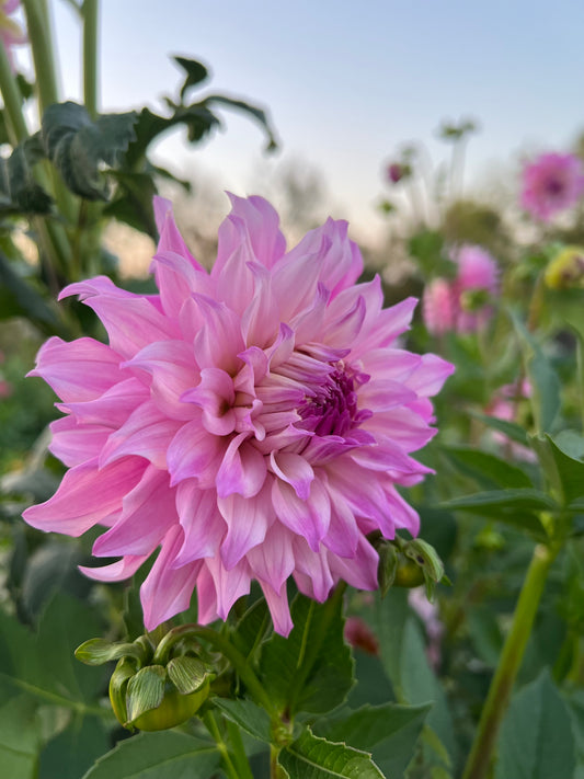 Ferncliff Passion