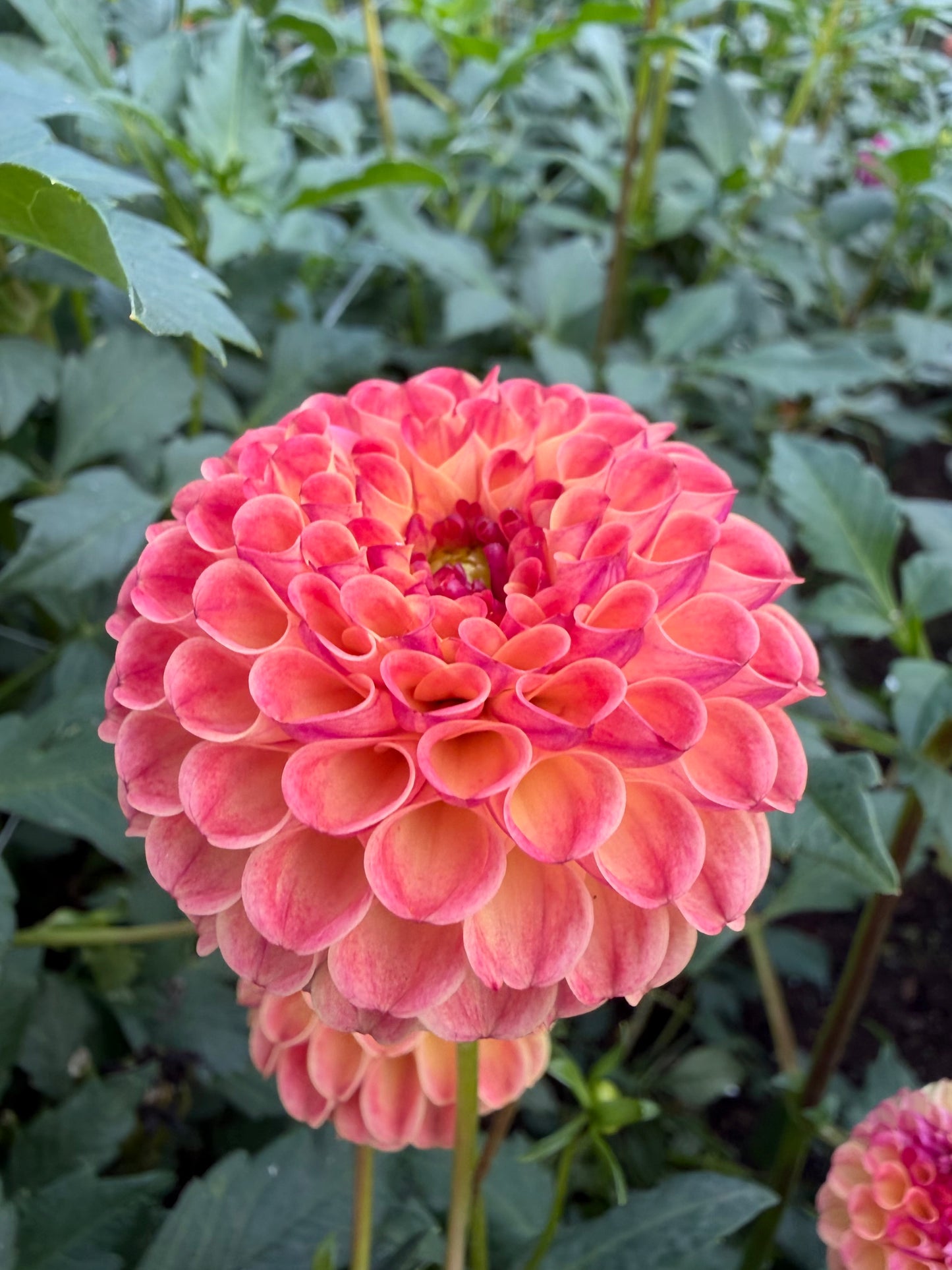 Rosemary Dawn