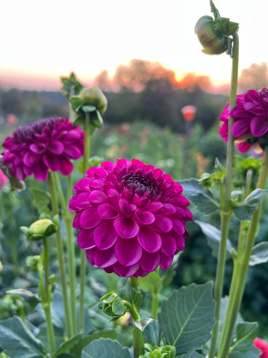 David Teniers - Rooted Cutting