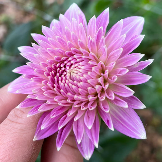 Bloomquist Clear Delight