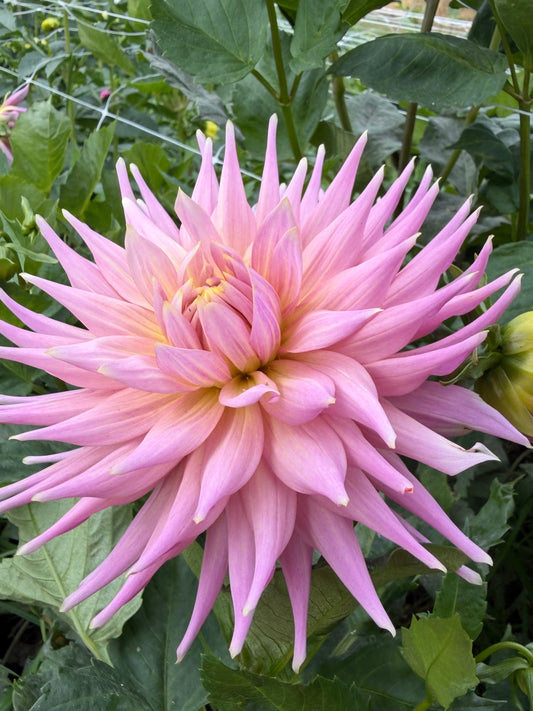 Wyn's Mauve Mist