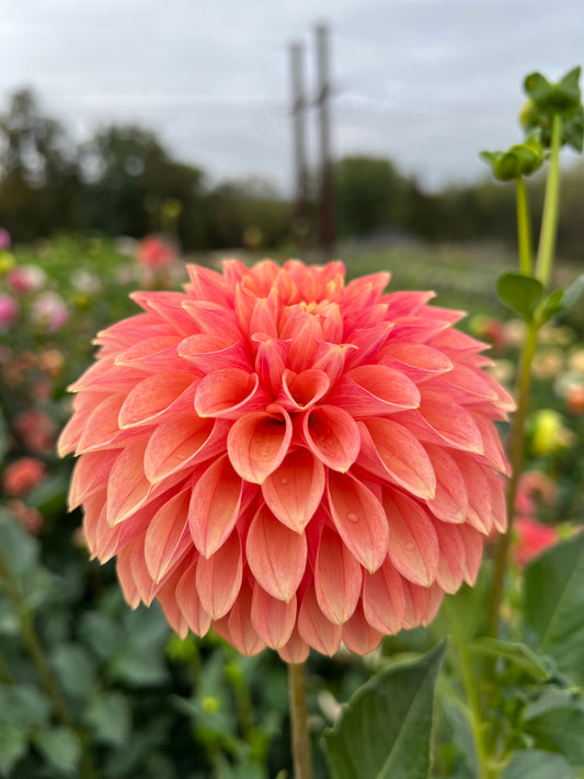 KA's Desert Rose