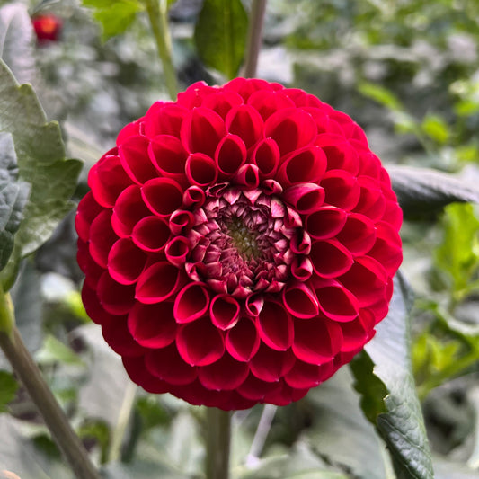 Crazy 4 Ieashia - Rooted Cutting