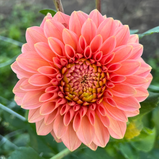 KA's Guava - Rooted Cutting