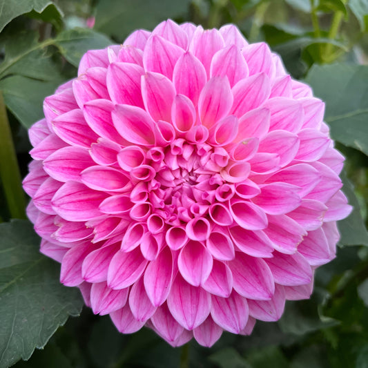 Lee's Hubba Bubba - Rooted Cutting