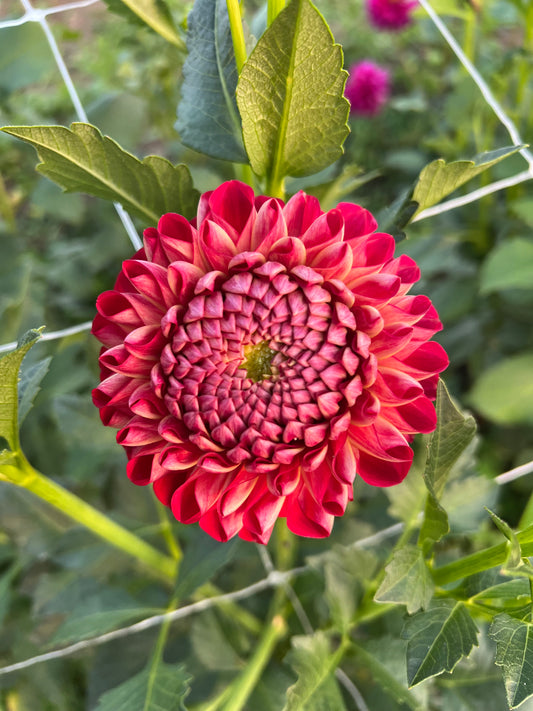 Incrediball - Rooted Cutting