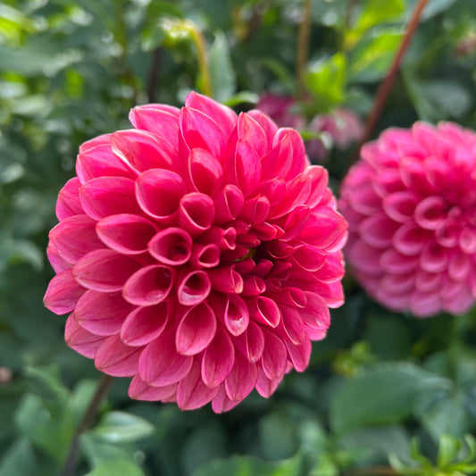Levi's Tomato - Rooted Cutting