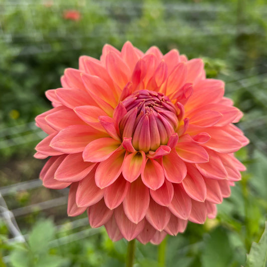 Lee's Zesty Peach - Rooted Cutting