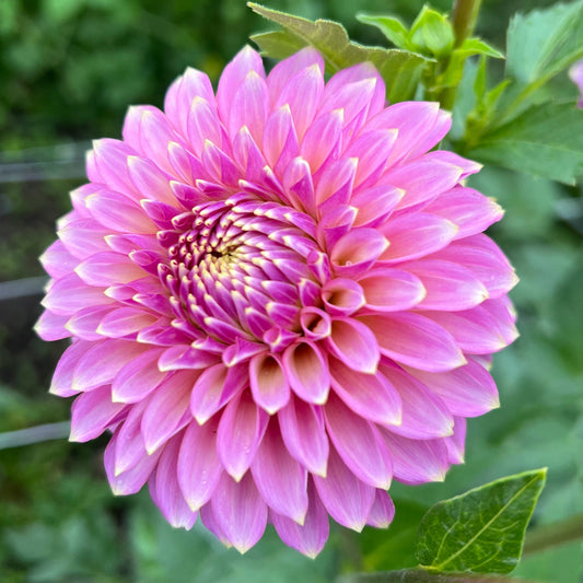 Skipley Spot of Gold