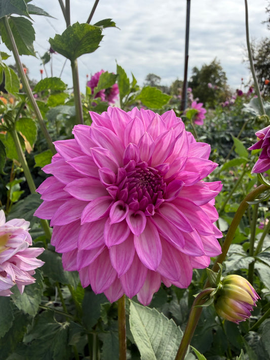 Bloomquist Clear Delight