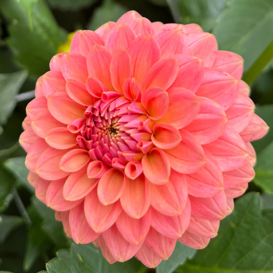 KA's Boho Peach