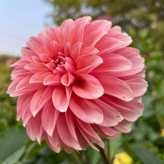 RM Whirligig - Rooted Cutting